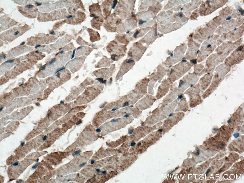 Immunohistochemistry (IHC) staining of mouse heart tissue using FGF18 Polyclonal antibody (11495-1-AP)