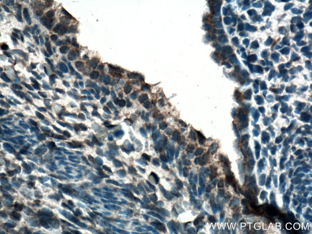 Immunohistochemistry (IHC) staining of mouse embryo tissue using FGF18 Polyclonal antibody (11495-1-AP)