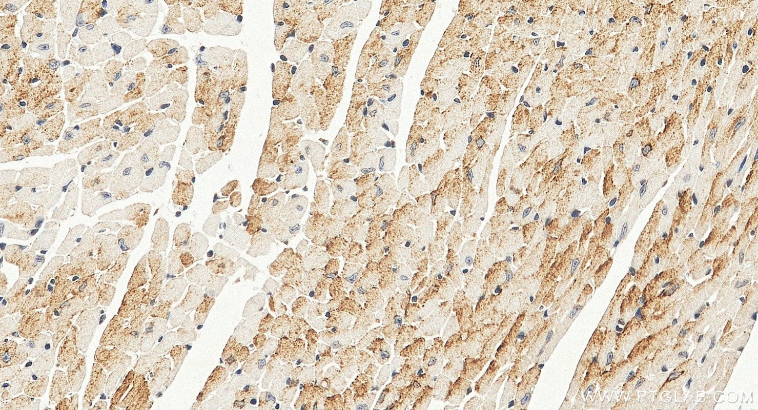 IHC staining of mouse heart using 11495-1-AP Immunohistochemistry (IHC) staining of mouse heart tissue using FGF18 Polyclonal antibody (11495-1-AP)