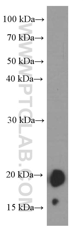 Western Blot (WB) analysis of NIH/3T3 cells using FGF18 Monoclonal antibody (60341-1-Ig)