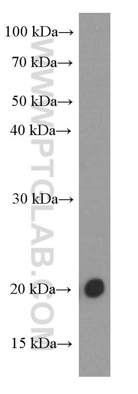 Western Blot (WB) analysis of HT-1080 cells using FGF18 Monoclonal antibody (60341-1-Ig)