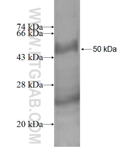 FGF18 fusion protein Ag2041 SDS-PAGE