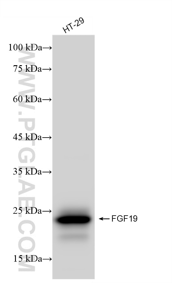 FGF19