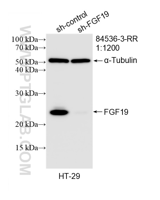 Western Blot (WB) analysis of HT-29 cells using FGF19 Recombinant monoclonal antibody (84536-3-RR)