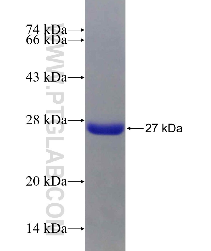 FGF19 fusion protein Ag29874 SDS-PAGE