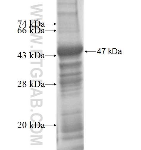 FGF19 fusion protein Ag2978 SDS-PAGE