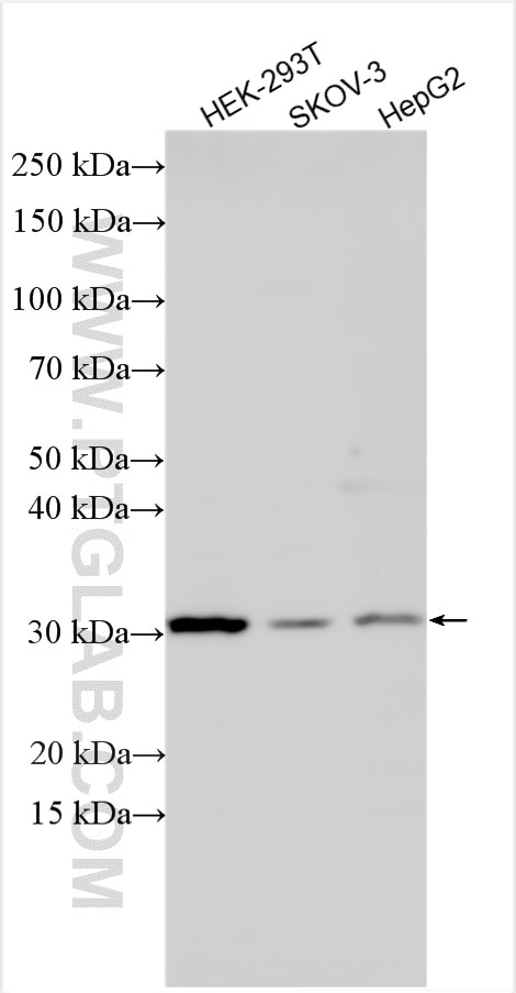 Western Blot (WB) analysis of various lysates using FGF-2 Polyclonal antibody (11234-1-AP)