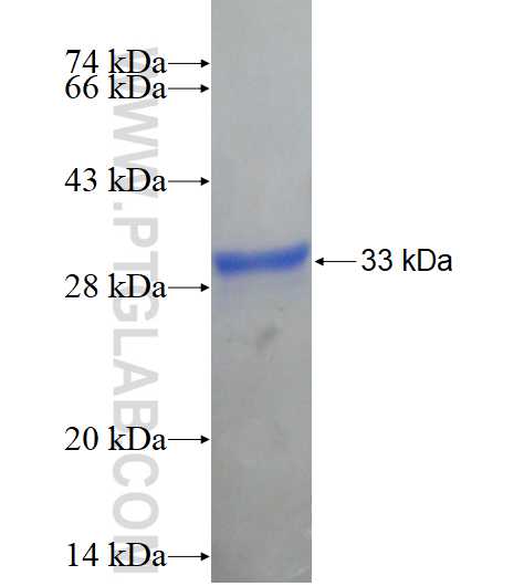FGF20 fusion protein Ag18124 SDS-PAGE