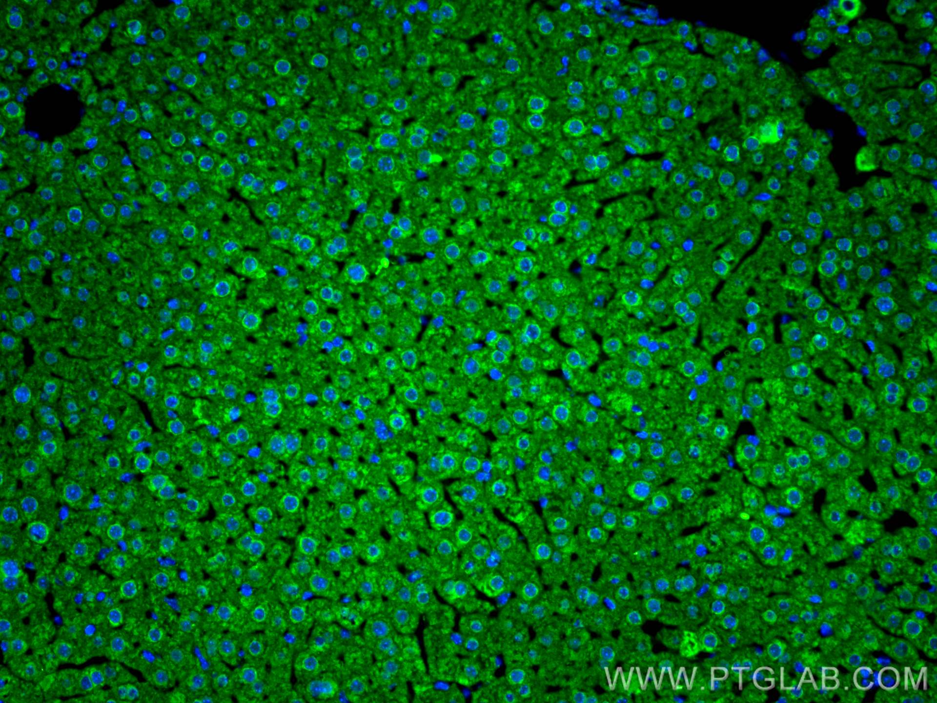 Immunofluorescence (IF) / fluorescent staining of mouse liver tissue using FGF21 Polyclonal antibody (26272-1-AP)