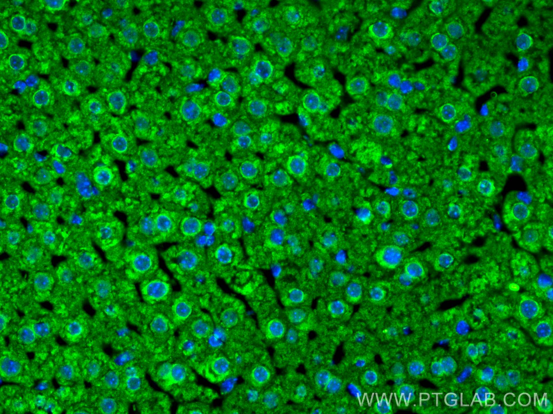 Immunofluorescence (IF) / fluorescent staining of mouse liver tissue using FGF21 Polyclonal antibody (26272-1-AP)