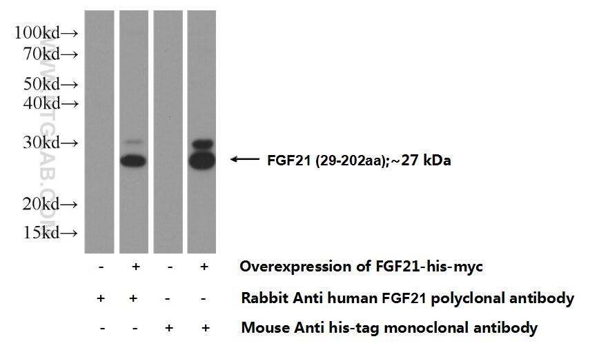 FGF21