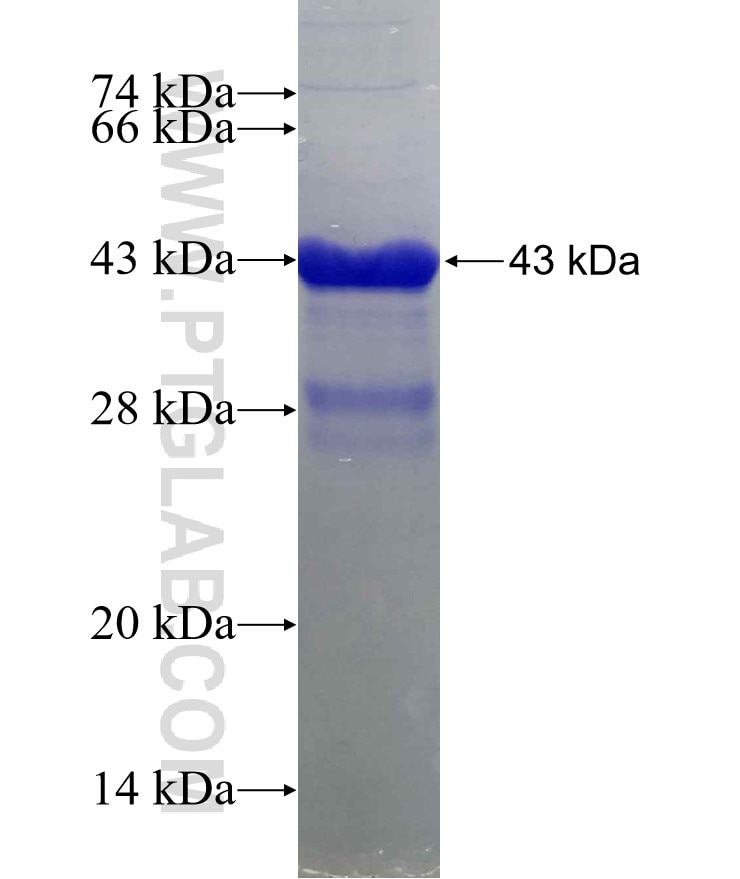 FGF21 fusion protein Ag24064 SDS-PAGE