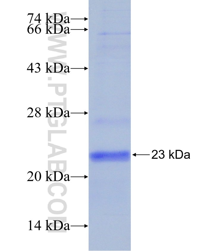 FGF21 fusion protein Ag24191 SDS-PAGE