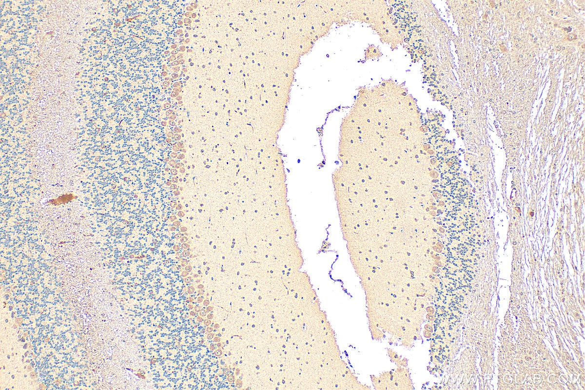 Immunohistochemistry (IHC) staining of mouse cerebellum tissue using FGF3-Specific Polyclonal antibody (16874-1-AP)