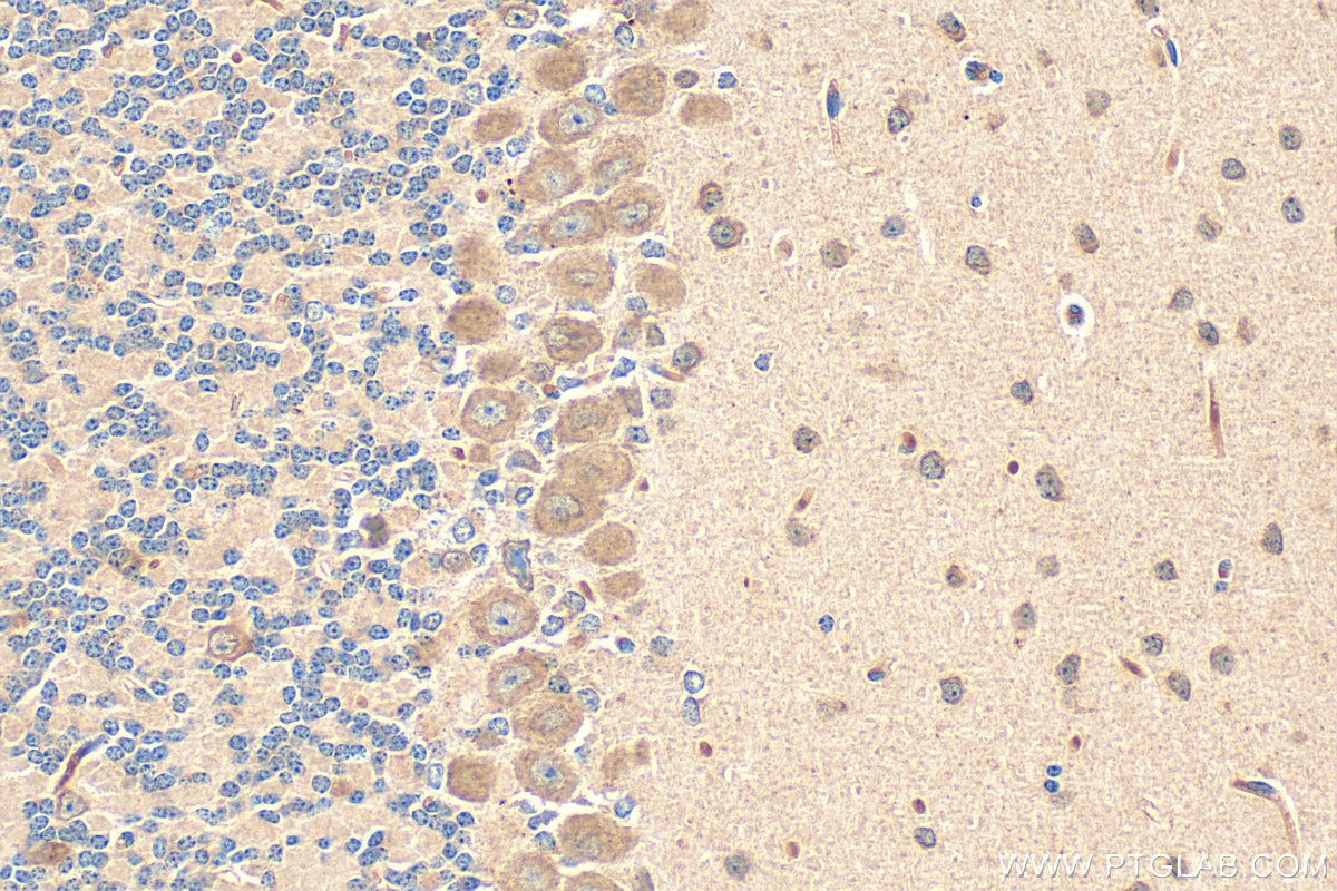 Immunohistochemistry (IHC) staining of mouse cerebellum tissue using FGF3-Specific Polyclonal antibody (16874-1-AP)