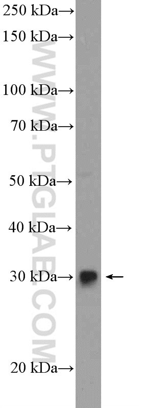 FGF5 Polyclonal antibody