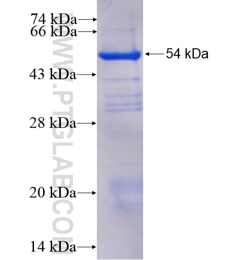 FGF5 fusion protein Ag12824 SDS-PAGE