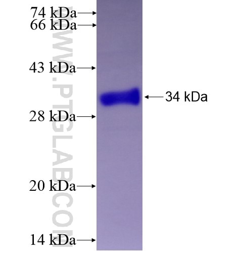 FGF5 fusion protein Ag12936 SDS-PAGE