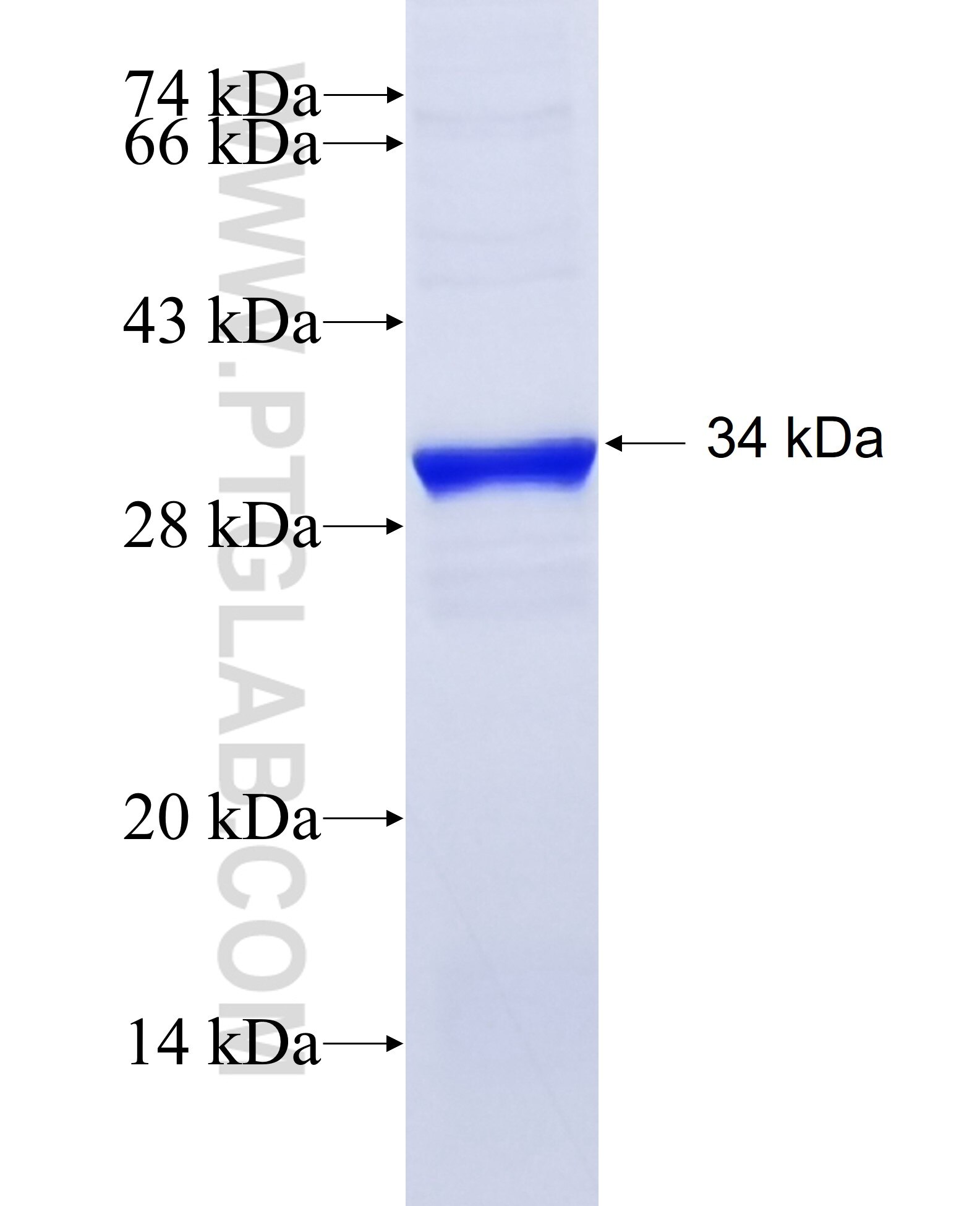 FGF5 fusion protein Ag12936 SDS-PAGE