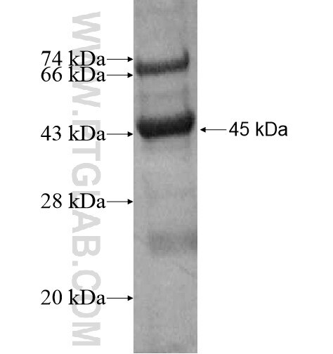 FGF6 fusion protein Ag13789 SDS-PAGE