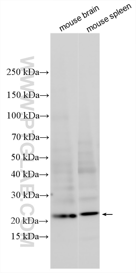 Western Blot (WB) analysis of various lysates using FGF-7/KGF Polyclonal antibody (10939-1-AP)