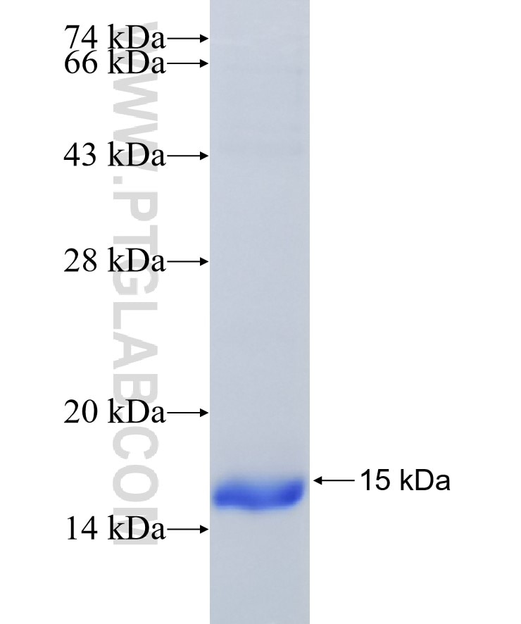 FGF7 fusion protein Ag24847 SDS-PAGE