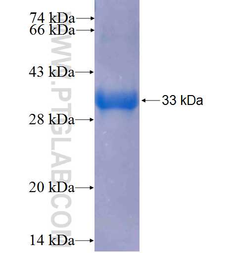 FGF7 fusion protein Ag24903 SDS-PAGE