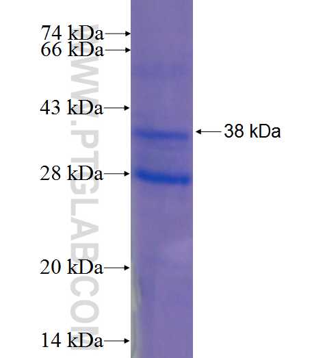 FGF7 fusion protein Ag1372 SDS-PAGE