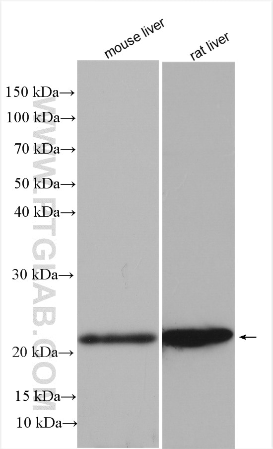 Western Blot (WB) analysis of various lysates using FGF8 Polyclonal antibody (20711-1-AP)