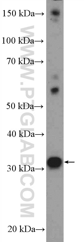 Western Blot (WB) analysis of L02 cells using FGF8 Polyclonal antibody (20711-1-AP)