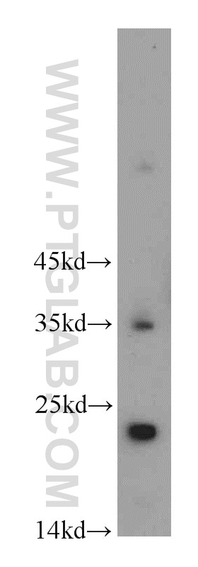 Western Blot (WB) analysis of L02 cells using FGF8 Polyclonal antibody (20711-1-AP)