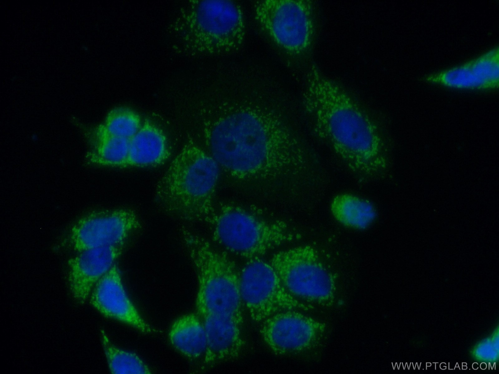 Immunofluorescence (IF) / fluorescent staining of MCF-7 cells using FGF9 Polyclonal antibody (26554-1-AP)