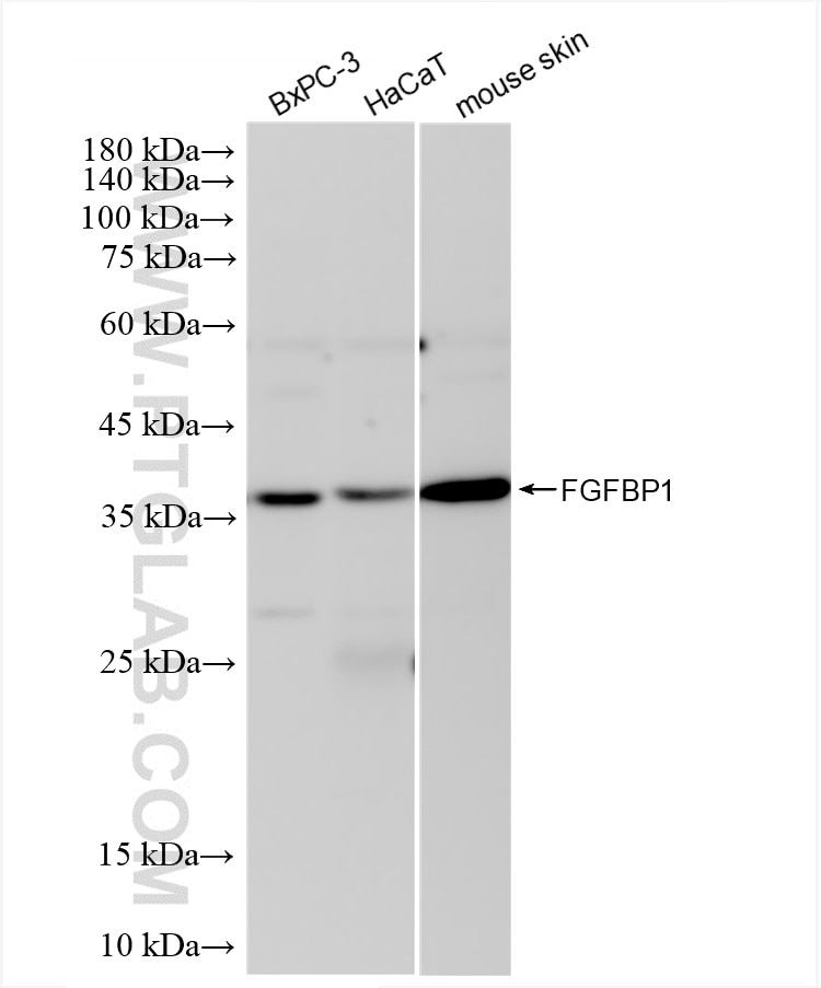 Western Blot (WB) analysis of various lysates using FGFBP1 Recombinant monoclonal antibody (85879-2-RR)