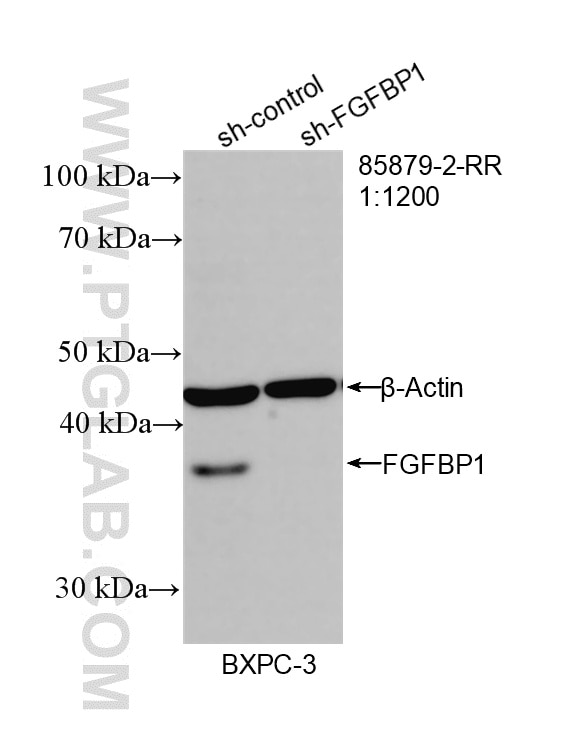 Western Blot (WB) analysis of BxPC-3 cells using FGFBP1 Recombinant monoclonal antibody (85879-2-RR)