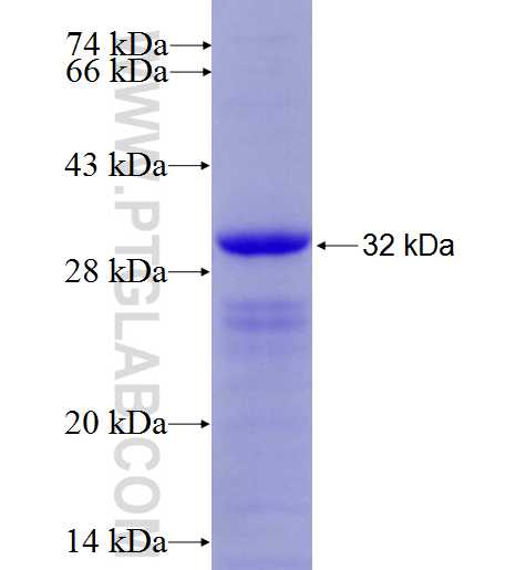 FGFBP1 fusion protein Ag6357 SDS-PAGE