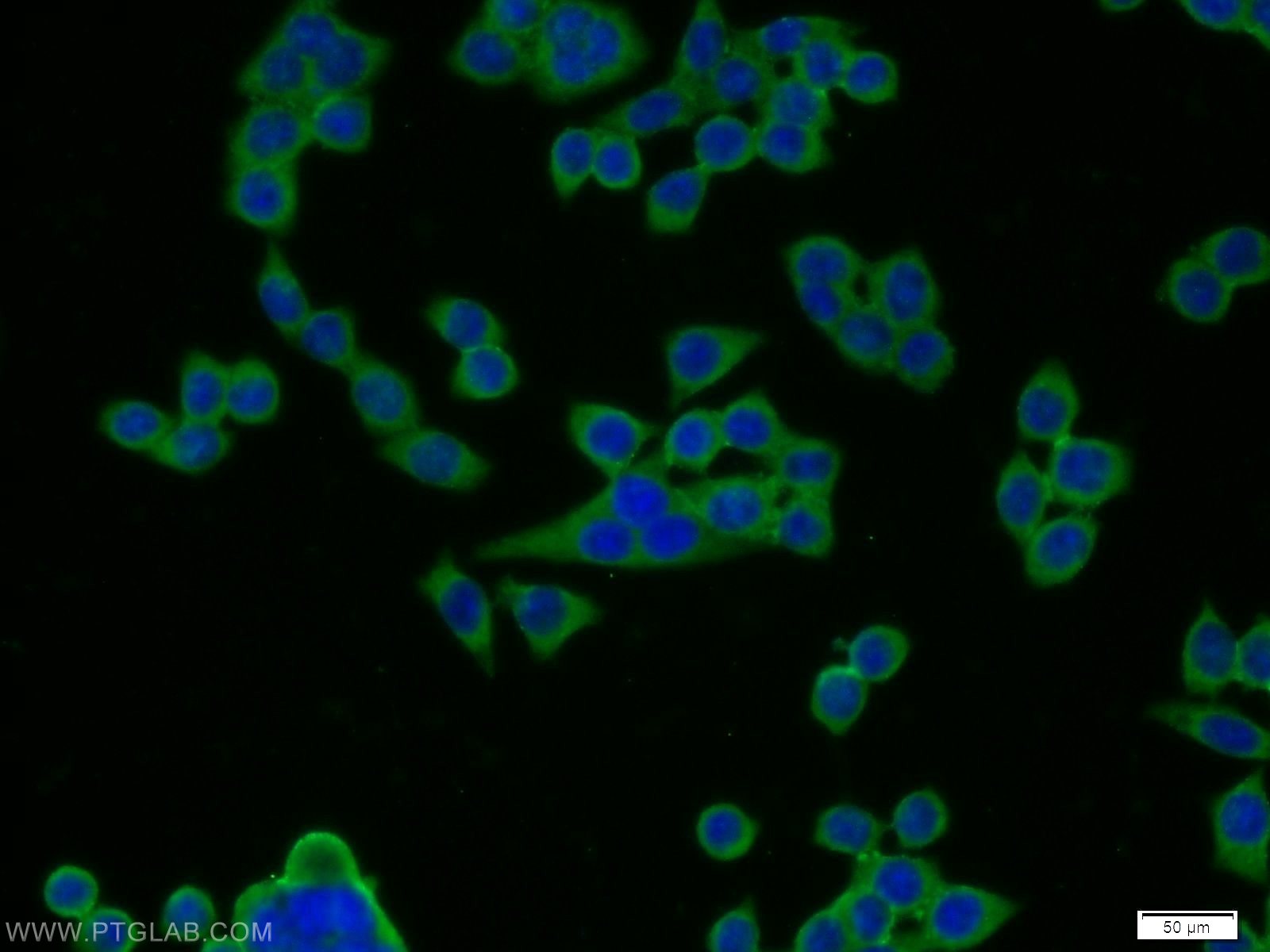 Immunofluorescence (IF) / fluorescent staining of BxPC-3 cells using FGFBP2 Polyclonal antibody (13254-1-AP)