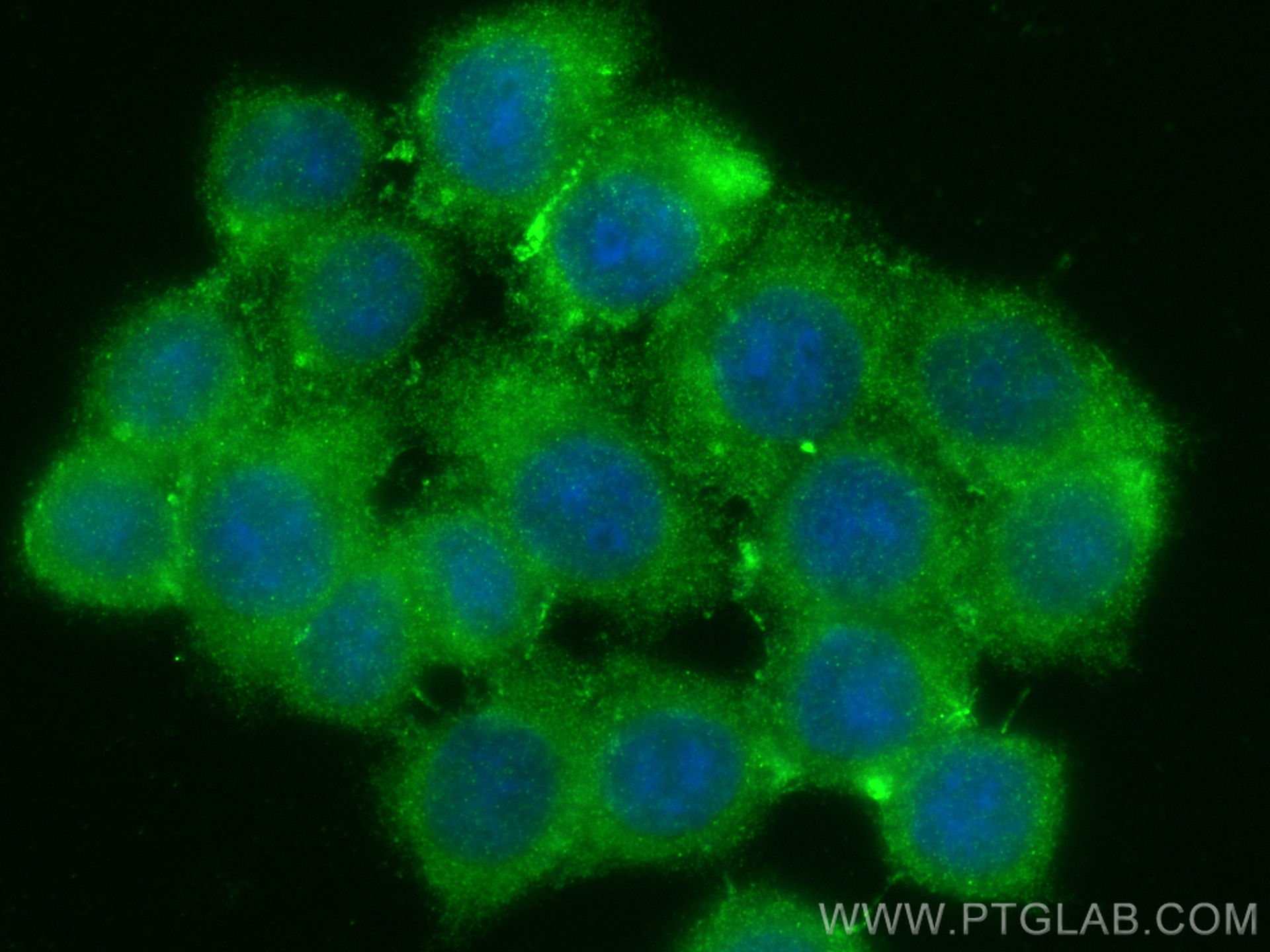 Immunofluorescence (IF) / fluorescent staining of BxPC-3 cells using FGFBP2 Polyclonal antibody (13254-1-AP)