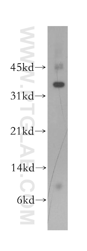 Western Blot (WB) analysis of SH-SY5Y cells using FGFBP2 Polyclonal antibody (13254-1-AP)