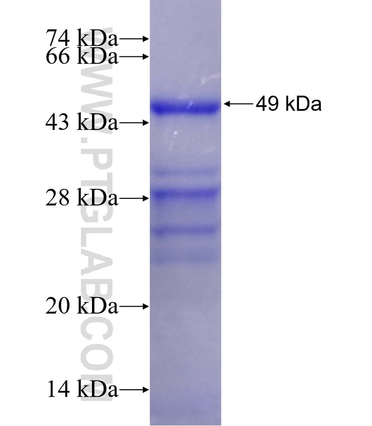 FGFBP2 fusion protein Ag4036 SDS-PAGE