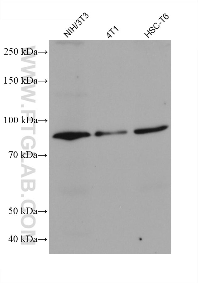 Western Blot (WB) analysis of various lysates using FGFR1 Monoclonal antibody (60325-1-Ig)