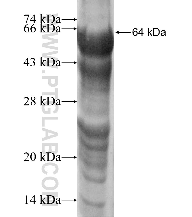 FGFR1 fusion protein Ag3646 SDS-PAGE