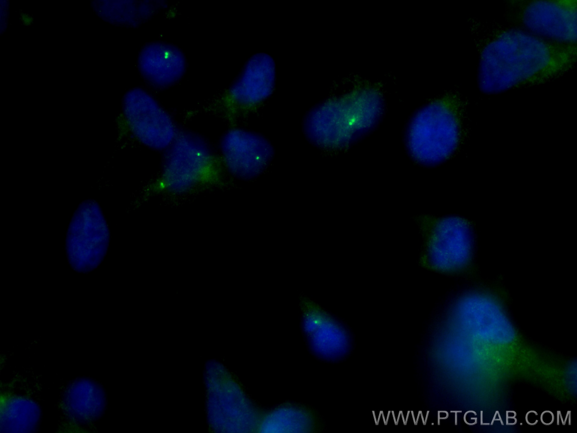 Immunofluorescence (IF) / fluorescent staining of HEK-293 cells using FGFR1OP Polyclonal antibody (11343-1-AP)