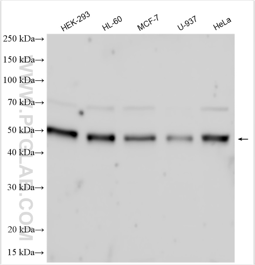 WB analysis using 11343-1-AP