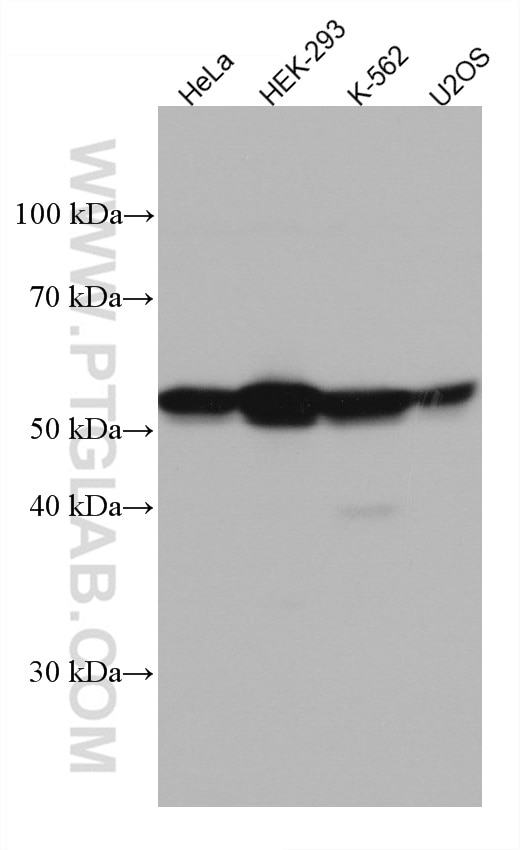 Western Blot (WB) analysis of various lysates using FGFR1OP Monoclonal antibody (67207-1-Ig)