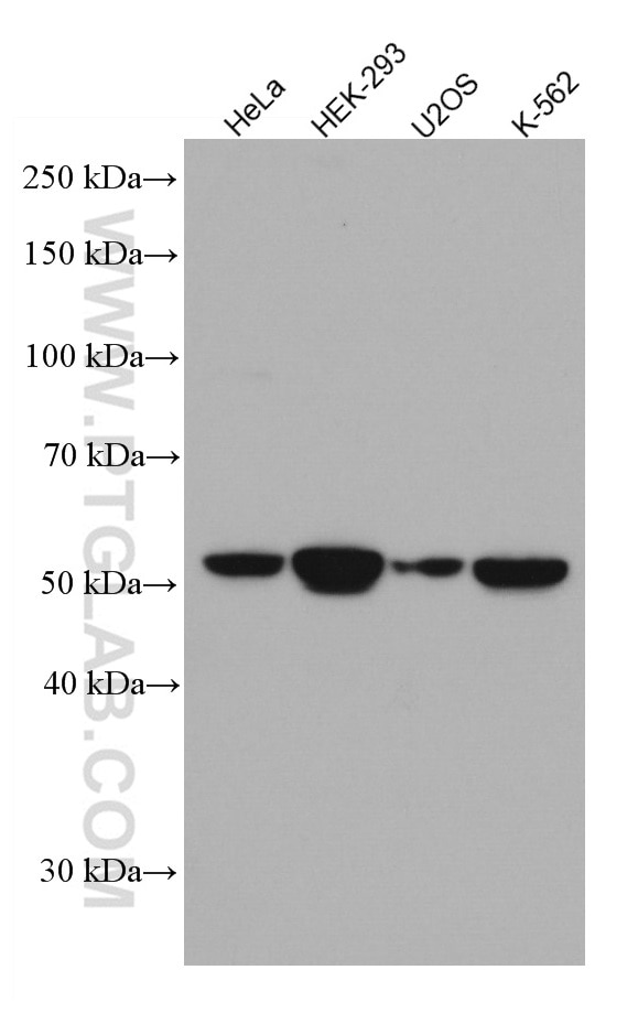 Western Blot (WB) analysis of various lysates using FGFR1OP Monoclonal antibody (67207-1-Ig)