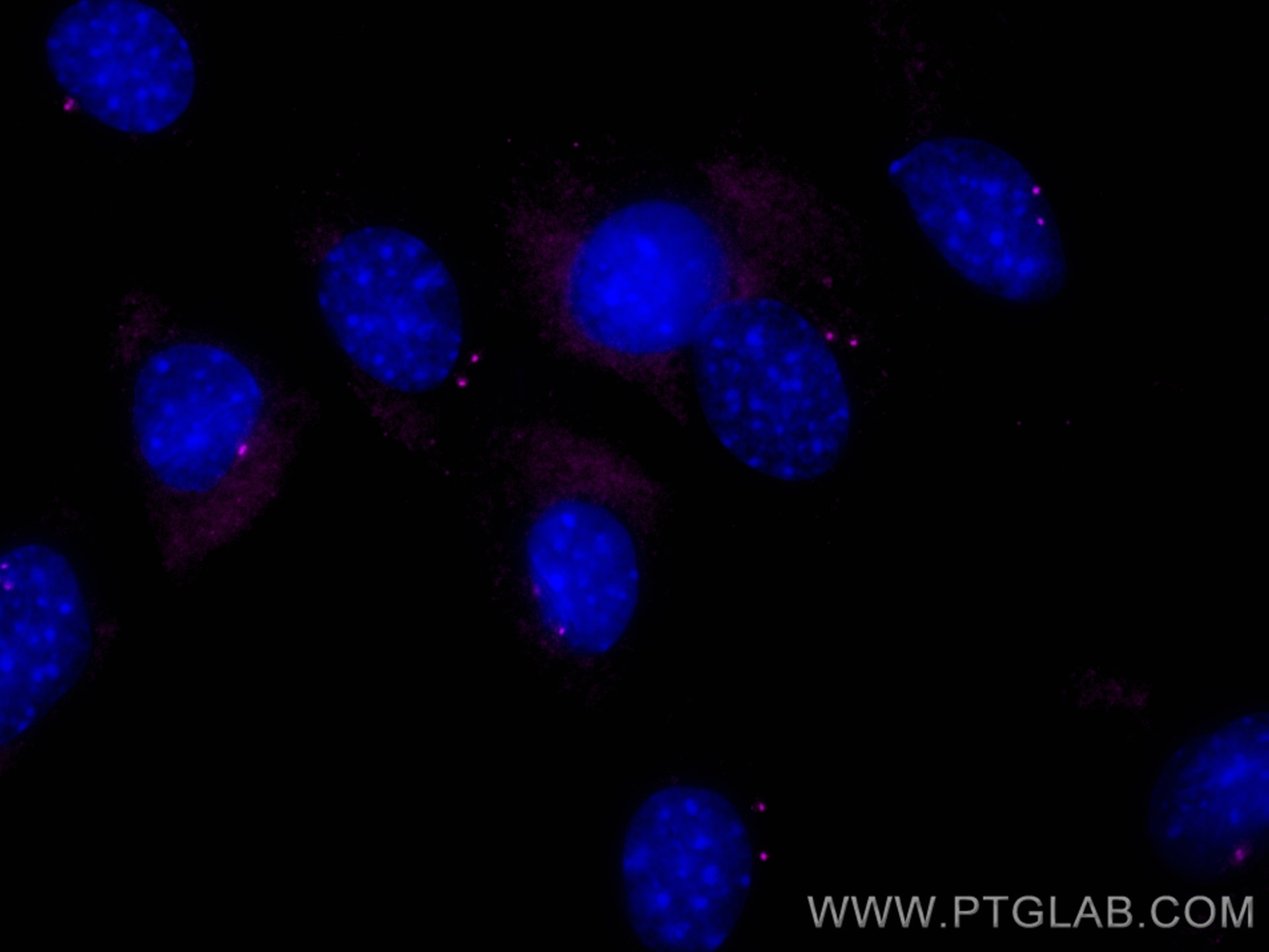 Immunofluorescence (IF) / fluorescent staining of C2C12 cells using CoraLite® Plus 647-conjugated FGFR1OP Polyclonal a (CL647-11343)