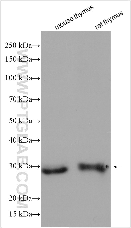 Western Blot (WB) analysis of various lysates using FGFR1OP2 Polyclonal antibody (11605-1-AP)