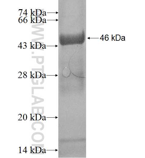 FGFR1OP2 fusion protein Ag2153 SDS-PAGE