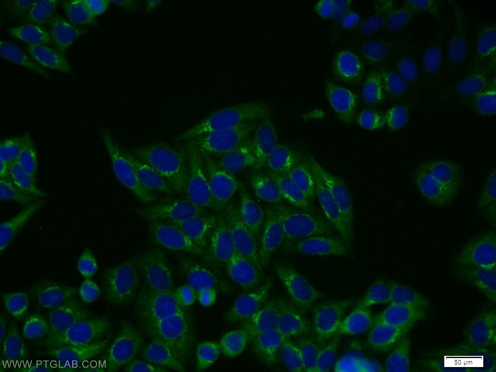 Immunofluorescence (IF) / fluorescent staining of HepG2 cells using FGFR2 Polyclonal antibody (13042-1-AP)
