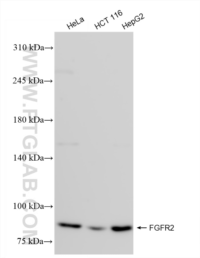 Western Blot (WB) analysis of various lysates using FGFR2 Recombinant antibody (84205-4-RR)